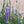 Load image into Gallery viewer, Lavender 9-Pack