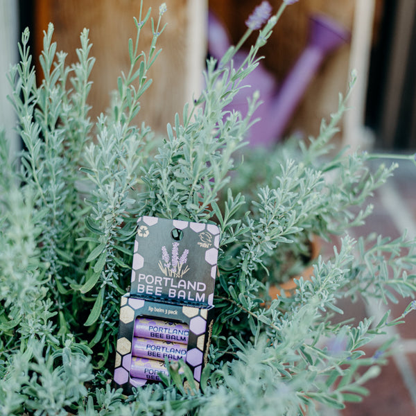 Lavender 3-Pack