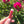 Load image into Gallery viewer, Rose Garden - Case of 24