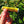 Load image into Gallery viewer, Yuzu Citrus 9-Pack
