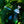 Load image into Gallery viewer, NEW! Forest Gin 3-Pack (Limited Run)
