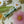 Load image into Gallery viewer, Jasmine 3-Pack
