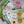 Load image into Gallery viewer, New! Jasmine 9-Pack
