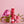 Load image into Gallery viewer, Rose Garden - Case of 24
