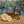 Load image into Gallery viewer, Beeswax and Honey Soap Bar - Yuzu Citrus

